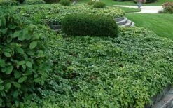 Pachysandra - Japanese Spurge - 18 Count Flat Of Pint Pots -Garden Supplies Sales 2024 Picture Pachysandra Terminalis