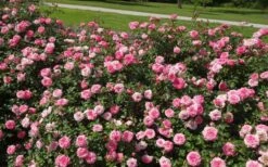 Sweet Drift Groundcover Rose - 3 Gallon Pot -Garden Supplies Sales 2024 Picture Rose Drift Sweet 1