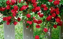 Red Cascade Miniature Climbing Rose - 2.5 Quart Pot -Garden Supplies Sales 2024 Picture Rose Red Cascade 11