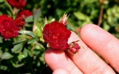 Red Cascade Miniature Climbing Rose - 2.5 Quart Pot -Garden Supplies Sales 2024 Picture Rose Red Cascade 5
