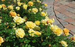 Sunrosa Yellow Dwarf Shrub Rose - 1 Gallon Pot -Garden Supplies Sales 2024 Picture Rose Sunrosa Yellow