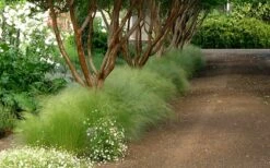 Pony Tails Mexican Feather Grass (Stipa Tennuissima) - 6 Pack Of Quart Pots -Garden Supplies Sales 2024 Picture Stipa Tenuissima 10