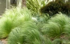 Pony Tails Mexican Feather Grass (Stipa Tennuissima) - 3 Pack Of Quart Pots -Garden Supplies Sales 2024 Picture Stipa Tenuissima 7