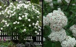 Fragrant Snowball Viburnum Carlecephalum - 3 Gallon Pot -Garden Supplies Sales 2024 Picture Viburnum Fragrant Snowball 4