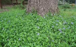 Evergreen Periwinkle (Vinca Minor) - 10 Count Flat Of Pint Pots 5 Evergreen Periwinkle (Vinca Minor) - 10 Count Flat Of Pint Pots -Garden Supplies Sales 2024 Picture Vinca Minor Around tree 2