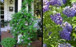 Amethyst Falls Wisteria Vine - 1 Gallon Pot -Garden Supplies Sales 2024 Picture Wisteria Amethyst Falls 2
