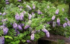 Amethyst Falls Wisteria Vine - 3 Gallon Pot -Garden Supplies Sales 2024 Picture Wisteria Amethyst Falls 5 2