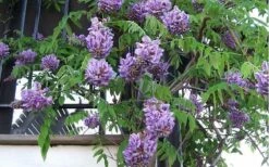 Amethyst Falls Wisteria Vine - 5 Gallon Pot -Garden Supplies Sales 2024 Picture Wisteria Amethyst Falls Vine 1 1