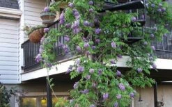 Amethyst Falls Wisteria Vine - 5 Gallon Pot -Garden Supplies Sales 2024 Picture Wisteria Amethyst Falls Vine 2