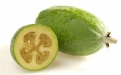 Pineapple Guava -Feijoa Sellowiana - 7 Gallon Pot -Garden Supplies Sales 2024 Pineapple Guava Fruit