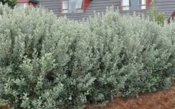 Pineapple Guava -Feijoa Sellowiana - 7 Gallon Pot -Garden Supplies Sales 2024 Pineapple Guava Hedge 1