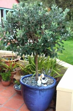 Pineapple Guava - Feijoa Sellowiana - 3 Gallon Pot -Garden Supplies Sales 2024 Pineapple Guava In Pot 500x750 2