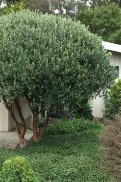 Pineapple Guava - Feijoa Sellowiana - 3 Gallon Pot -Garden Supplies Sales 2024 Pineapple Guava Tree 21 1