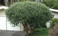 Pineapple Guava -Feijoa Sellowiana - 7 Gallon Pot -Garden Supplies Sales 2024 Pineapple Guava Tree 22