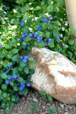 Hardy Blue Plumbago (Ceratostigma Plumbaginoides) - 1 Gallon Pot -Garden Supplies Sales 2024 Plumbago Ceratostigma Rev 500x750 4