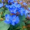 Hardy Blue Plumbago (Ceratostigma Plumbaginoides) - 10 Pack Of Quart Pots -Garden Supplies Sales 2024 Plumbago Hardy Blue 20 2