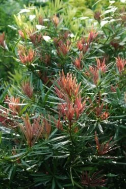 Emerald Flame Podocarpus Macrophyllus (Japanese Yew) - 3 Gallon Pot 4 Emerald Flame Podocarpus Macrophyllus (Japanese Yew) - 3 Gallon Pot -Garden Supplies Sales 2024 Podocarpus Emerald Flame 1