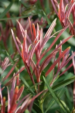 Emerald Flame Podocarpus Macrophyllus (Japanese Yew) - 3 Gallon Pot