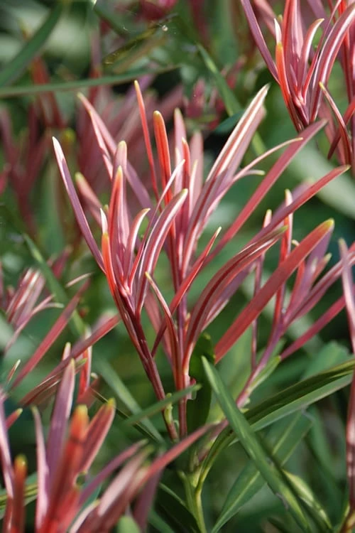 Emerald Flame Podocarpus macrophyllus (Japanese Yew) - 3 Gallon Pot Emerald Flame Podocarpus Macrophyllus (Japanese Yew) - 3 Gallon Pot -Garden Supplies Sales 2024 Podocarpus Emerald Flame 2