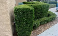 Maki Podocarpus Columnar Yew - 3 Gallon Pot -Garden Supplies Sales 2024 Podocarpus Maki 1