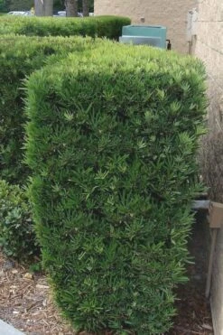 Maki Podocarpus Columnar Yew - 3 Gallon Pot -Garden Supplies Sales 2024 Podocarpus Maki 1 500x750 1