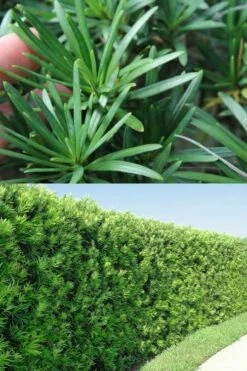 Maki Podocarpus Columnar Yew - 3 Gallon Pot -Garden Supplies Sales 2024 Podocarpus Maki 2 500x750 1