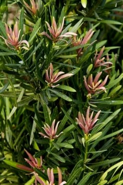 Mood Ring Podocarpus Macrophyllus - 2 Gallon Pot -Garden Supplies Sales 2024 Podocarpus Mood Ring 1