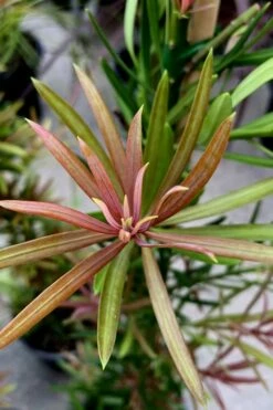 Mood Ring Podocarpus Macrophyllus - 2 Gallon Pot -Garden Supplies Sales 2024 Podocarpus Mood Ring 2