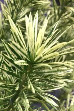 Roman Candles Podocarpus Macrophyllus - 2 Gallon Pot -Garden Supplies Sales 2024 Podocarpus Roman Candle 2 1