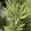 Roman Candles Podocarpus Macrophyllus - 2 Gallon Pot -Garden Supplies Sales 2024 Podocarpus Roman Candle 3 1