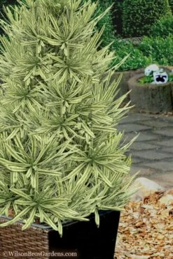 Roman Candles Podocarpus Macrophyllus - 2 Gallon Pot -Garden Supplies Sales 2024 Podocarpus Roman Candle 7 1
