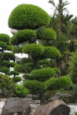 Podocarpus Macrophyllus Upright Yew - 6 Pack Of 1 Gallon Pots -Garden Supplies Sales 2024 Podocarpus Upright Yew 10