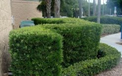 Podocarpus Macrophyllus Upright Yew - 6 Pack Of 1 Gallon Pots -Garden Supplies Sales 2024 Podocarpus Upright Yew 11