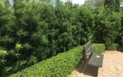 Podocarpus Macrophyllus Upright Yew - 6 Pack Of 1 Gallon Pots -Garden Supplies Sales 2024 Podocarpus Upright Yew 12