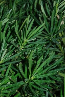 Podocarpus Macrophyllus Upright Yew - 6 Pack Of 1 Gallon Pots -Garden Supplies Sales 2024 Podocarpus Upright Yew 13