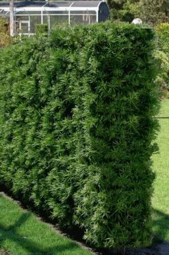Podocarpus Macrophyllus Upright Yew - 6 Pack Of 1 Gallon Pots