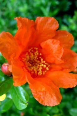 Russian 26 Cold Hardy Pomegranate - 6 Pack Of 1 Gallon Pots -Garden Supplies Sales 2024 Pomegranate Russian 26 11