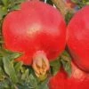 Russian 26 Cold Hardy Pomegranate - 3 Gallon Pot -Garden Supplies Sales 2024 Pomegranate Russian 26 Rev 500x750 3