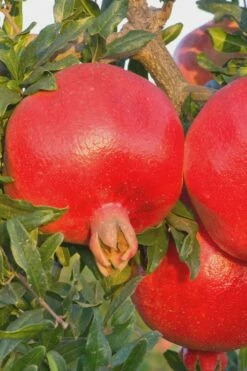 Salavatski Cold Hardy Russian Pomegranate - 1 Gallon Pot -Garden Supplies Sales 2024 Pomegranate Russian 26 Rev 500x750 5