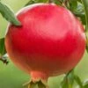 Salavatski Cold Hardy Russian Pomegranate - 1 Gallon Pot -Garden Supplies Sales 2024 Pomegranate Salavatski 1 1