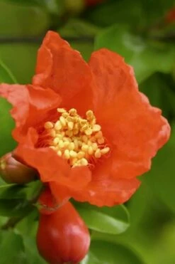 Salavatski Cold Hardy Russian Pomegranate - 1 Gallon Pot -Garden Supplies Sales 2024 Pomegranate Salavatski 3 2