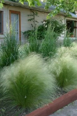 Pony Tails Mexican Feather Grass (Stipa Tennuissima) - 6 Pack Of Quart Pots -Garden Supplies Sales 2024 Ponytails Grass Mexican Feather Rev 500x750 1