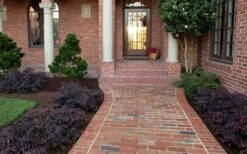 Purple Pixie Loropetalum - 2 Gallon Pot 6 Purple Pixie Loropetalum - 2 Gallon Pot -Garden Supplies Sales 2024 Purple Pixie Loropetalum Border 2