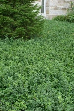 Purple Wintercreeper - Euonymus Fortunei Coloratus - 3 Pack Of Pint Pots -Garden Supplies Sales 2024 Purple Wintercreeper 5 1