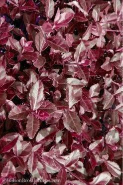 Purple Wintercreeper - Euonymus Fortunei Coloratus - 3 Pack Of Pint Pots -Garden Supplies Sales 2024 Purple Wintercreeper 7 1
