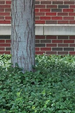 Purple Wintercreeper - Euonymus Fortunei Coloratus - 10 Pack Of Pint Pots -Garden Supplies Sales 2024 Purple Wintercreeper 8 2