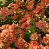 Cameo Flowering Quince - 2 Gallon Pot -Garden Supplies Sales 2024 Quince Cameo 9 1