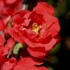 Iwai Nishiki Red Flowering Quince - 3 Gallon Pot -Garden Supplies Sales 2024 Quince Iwai Nishiki 1 1