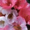Toyo Nishiki Flowering Quince - Chaenomeles Speciosa - 5 Gallon Pot -Garden Supplies Sales 2024 Quince Toyo Nishiki 1 1