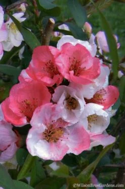 Toyo Nishiki Flowering Quince - Chaenomeles Speciosa - 2 Gallon Pot -Garden Supplies Sales 2024 Quince Toyo Nishiki 2